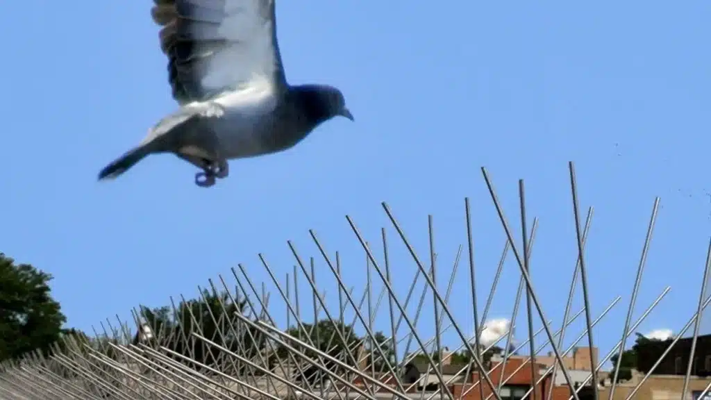 شركة تركيب طارد حمام بالدمام والخبر والقطيف والظهران