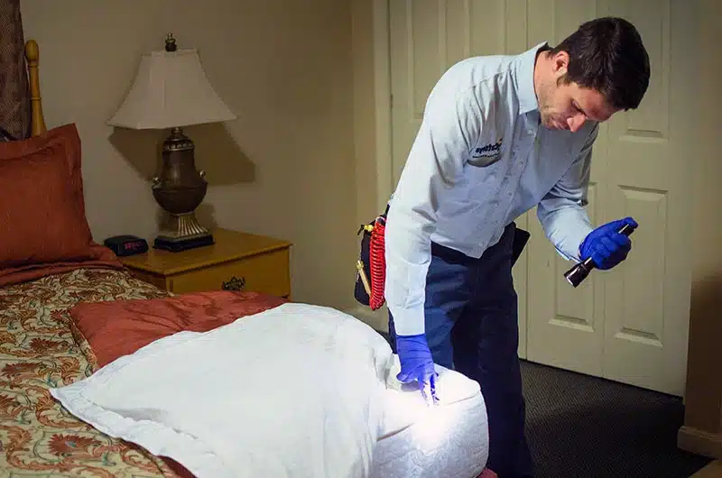 شركة مكافحة بق الفراش بالأحساء