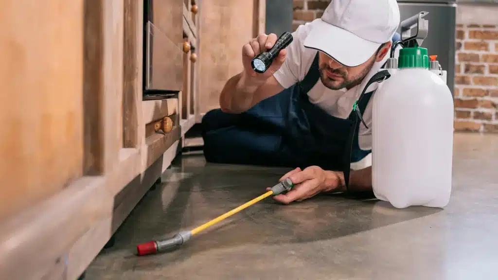 شركة مكافحة النمل الأبيض بالأحساء