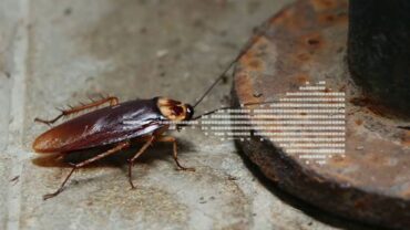 شركة مكافحة الصراصير بالأحساء